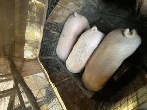 Vând Porci pentru sacrificiu de Sărbători  - imagine 3