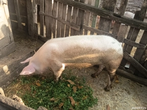 vând vier pietrain cu marele alb 9 luni  - imagine 2