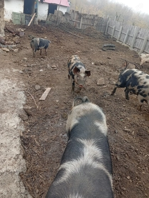 Vând un porc de rasa carne petrean