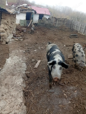 Vând un porc crescut natural