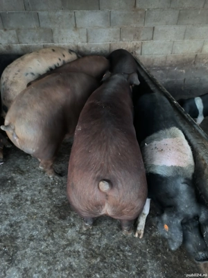 Porci grași de vânzare  - imagine 5