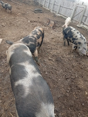 Vând un porc de rasa carne petrean - imagine 3