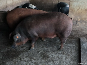Porci grași de vânzare  - imagine 3