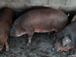 Porci grași de vânzare 