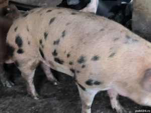 Porci grași de vânzare  - imagine 2