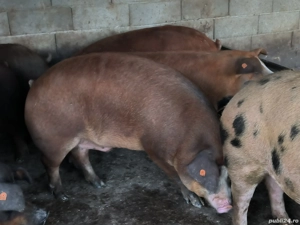 Porci grași de vânzare  - imagine 4