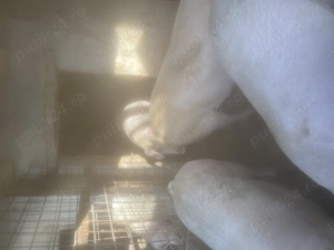 Vand porci ,landras si duroc,200-250 kg