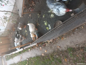 Vind rațe gălăgioase una cu moț și o pereche de rațe mute tineret. - imagine 3