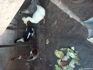 Vind rațe gălăgioase una cu moț și o pereche de rațe mute tineret. - imagine 2