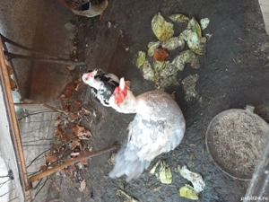 Vind rațe gălăgioase una cu moț și o pereche de rațe mute tineret.