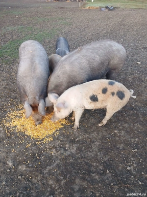 Porci tineri de vânzare 