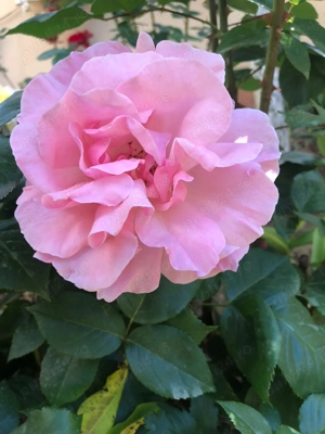 Cuplu interesati doar de cuplu