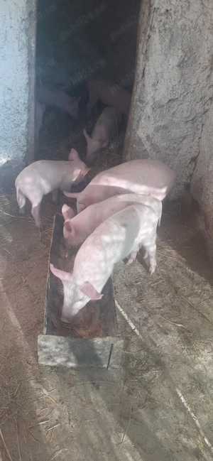 De vânzare purcei de rasă marele alb sat. Căndești 