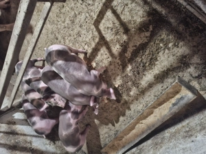 Purcei pietrani de 8 saptamani. - imagine 2