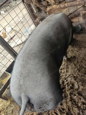 Vând purcea carne  - imagine 3