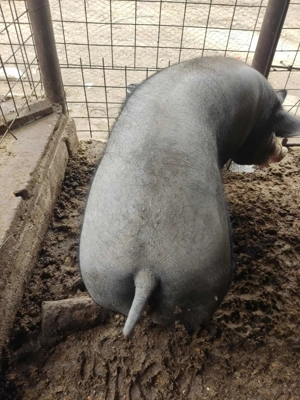 Vând purcea carne  - imagine 2