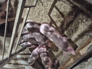 Purcei pietrani de 8 saptamani. - imagine 3