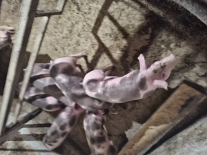 Purcei pietrani de 8 saptamani. - imagine 4