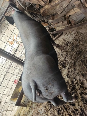 Vând purcea carne  - imagine 4