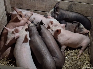 vând 10 purcei de 11 săptămâni 20 kg