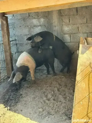 Vier Porci si purcei de vanzare