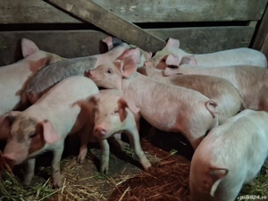 vând  9 purcei de 10 săptămâni  - imagine 2