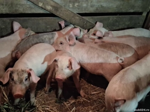 vând  9 purcei de 10 săptămâni 