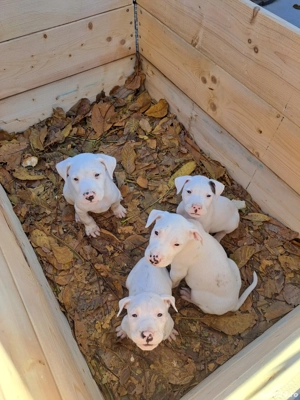 Catelusi de vazare  - imagine 2