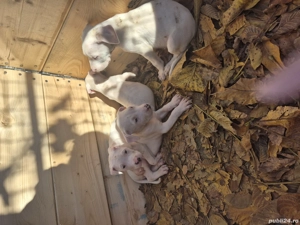 Catelusi de vazare  - imagine 4