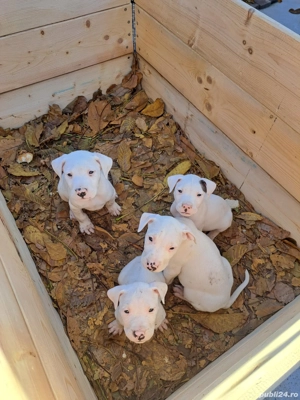 Catelusi de vazare  - imagine 3