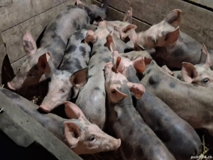 vând 12 purcei de 9-10 săptămâni 