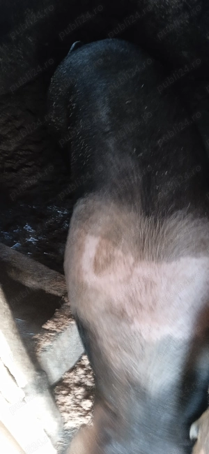 Vand doua porc  - imagine 2