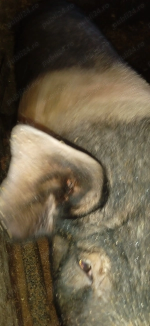 Vand doua porc  - imagine 3