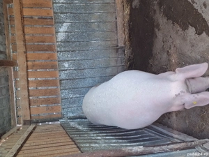 De vanzare 2 purcele de carne pietrean   - imagine 3