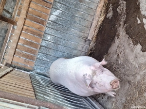 De vanzare 2 purcele de carne pietrean  