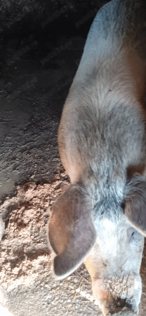 Vand doua porc  - imagine 4