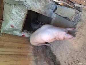 De vanzare 2 purcele de carne pietrean   - imagine 4