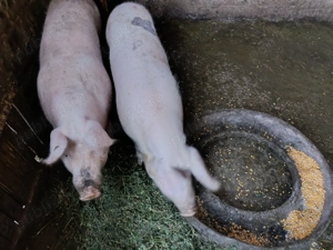 Vând porci de 100 kg