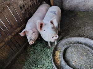 Vând porci de 100 kg - imagine 4