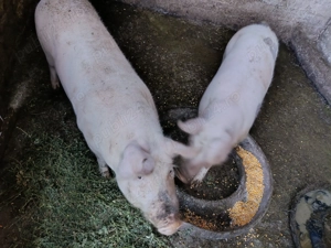 Vând porci de 100 kg - imagine 3