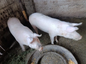 Vând porci de 100 kg - imagine 2