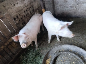 Vând porci de 100 kg - imagine 5