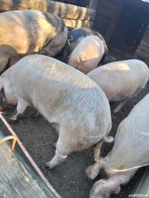 vând porci pentru sacrificare  - imagine 2