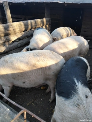 vând porci pentru sacrificare  - imagine 3