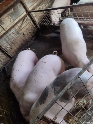 vand porci  - imagine 4