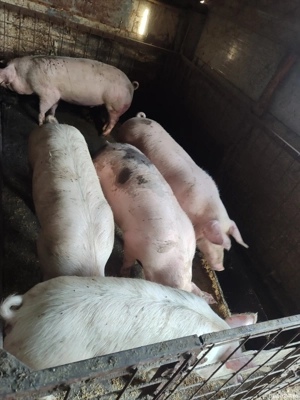 vand porci  - imagine 3