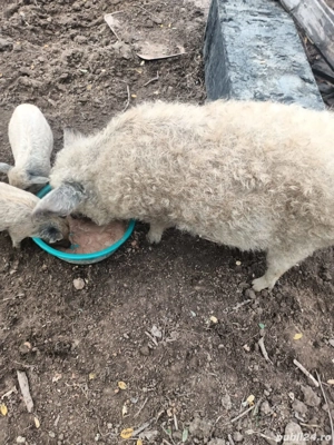 Vier mangalita de vanzare - imagine 2