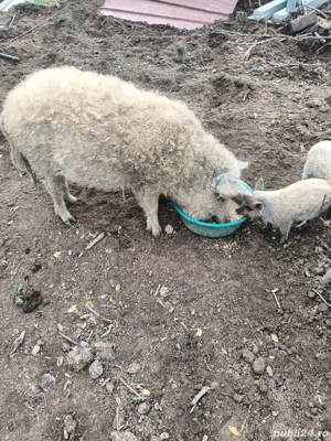 Vier mangalita de vanzare - imagine 4