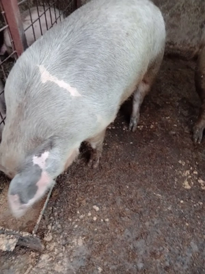 Vind porc și 2 purcei - imagine 2