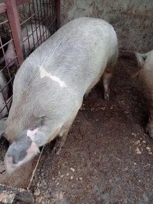 Vind porc și 2 purcei - imagine 3